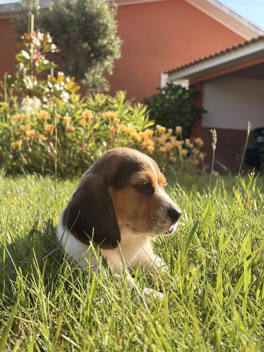 Beagle  macho puro