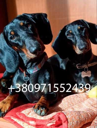 Пропоную для в'язки кобеля такси