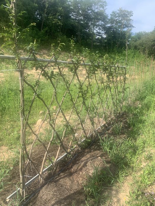 Садівник вирубка дерев лікування стрижка посадка рослин дизайн клумб