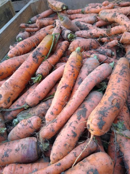 Marchew, (marchewka )jadalna