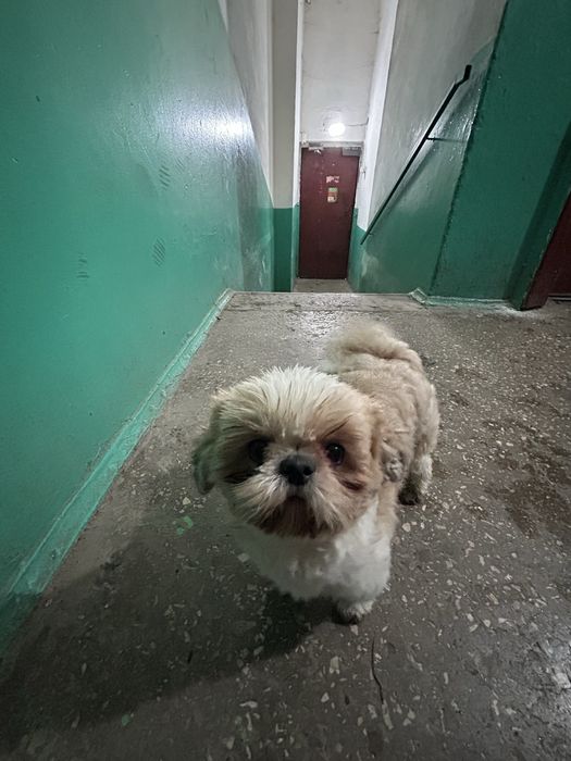 Пропонуємо для вʼязки собаку породи ши-тцу