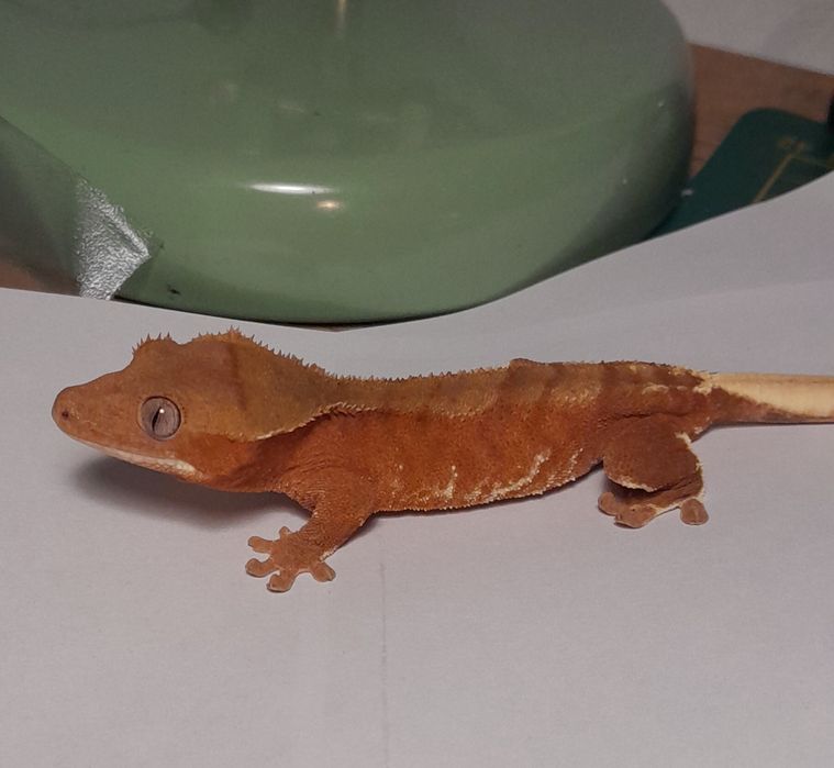 Gekon orzęsiony młody samiec red phantom lilly