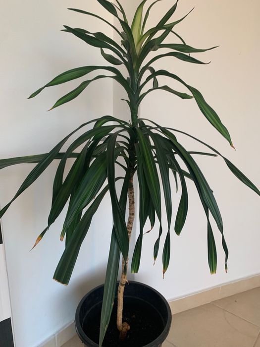 Planta de interior natural. Tamanho grande.