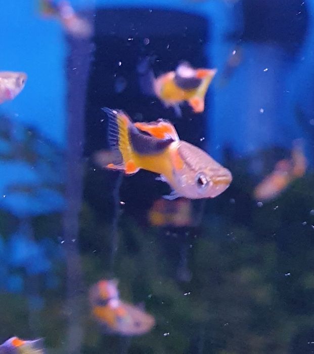 Gupik endlera jet Kraków (Swoszowice)