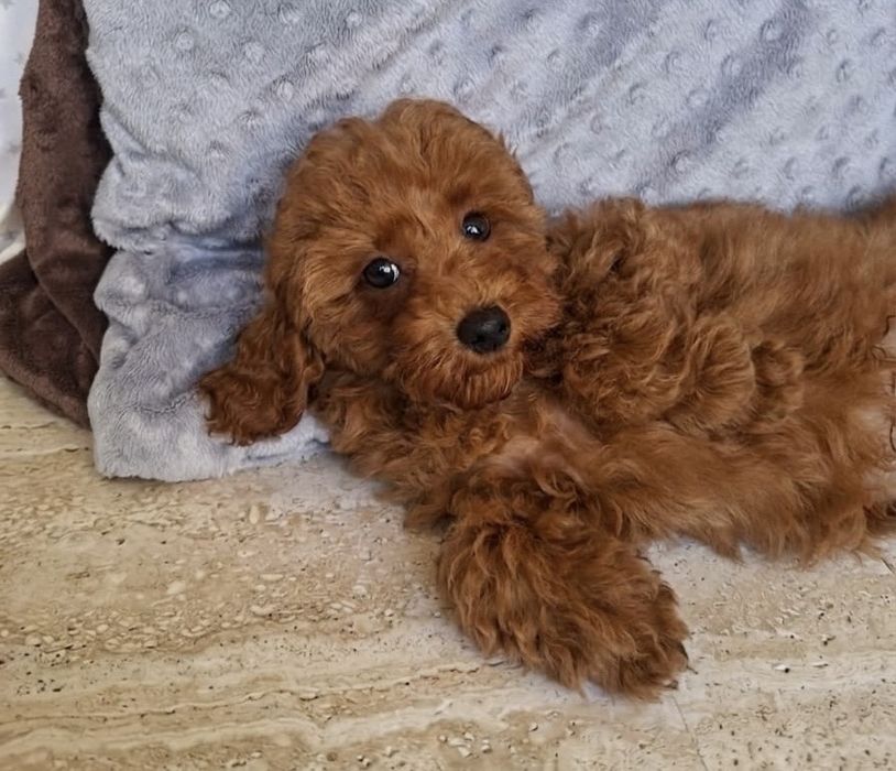 Maltipoo Pududel