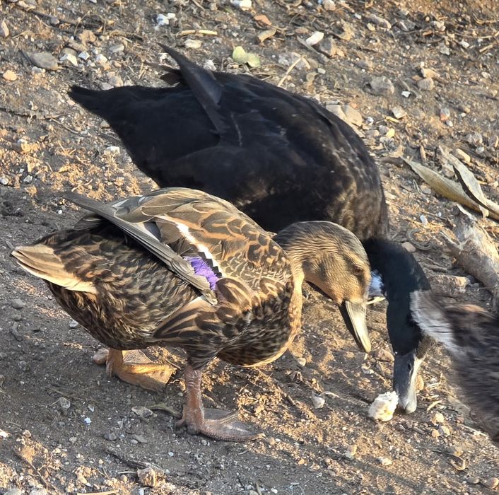 Patos e aves ( casal ) adultos com postura.