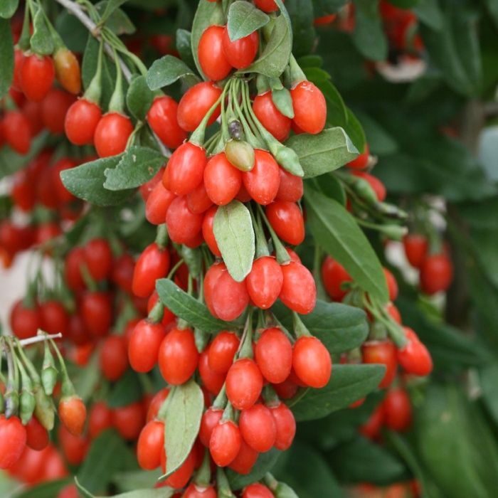 PLANTA DE GOJI superalimento da eterna vida