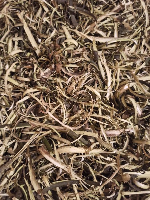 Кора осики, кора осини