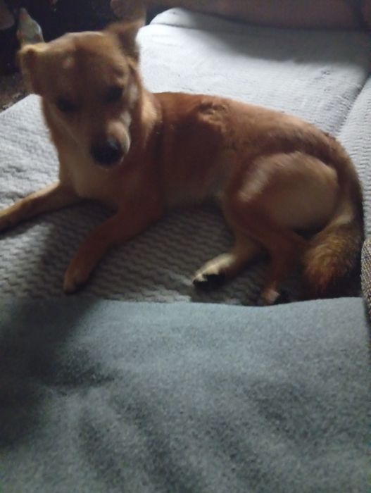 Ищем невесту небольшой собачке