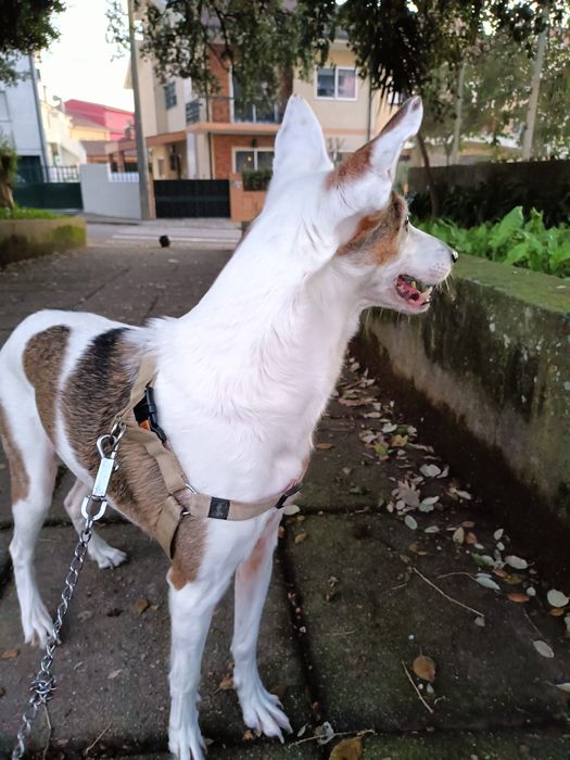 Dog walking / pet sitting
