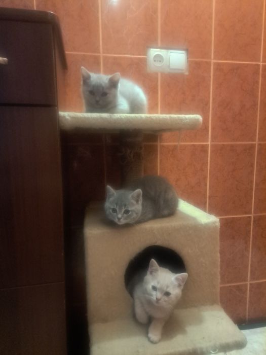 Шотландське щастя