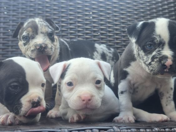 Szczenię American Bully