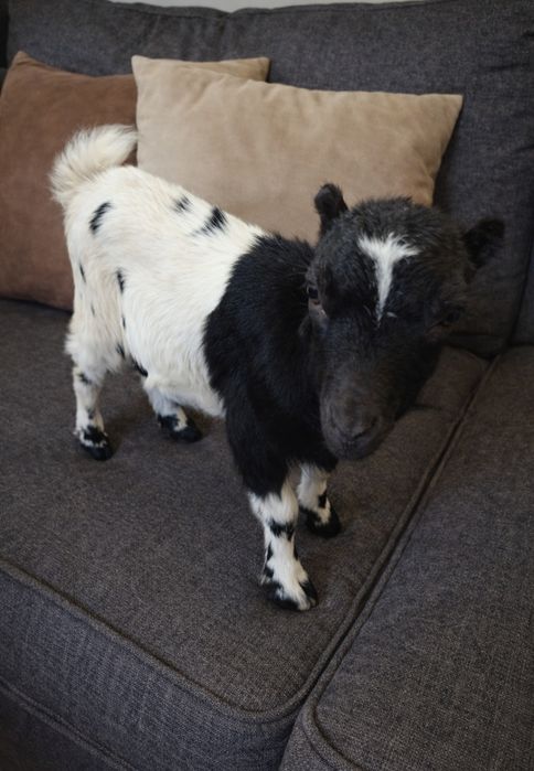 Красунечка в добрі руки