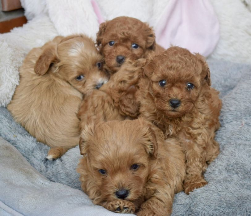 Maltipoo piękna ruda panna
