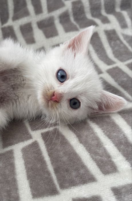 Кошеня хлопчик білий