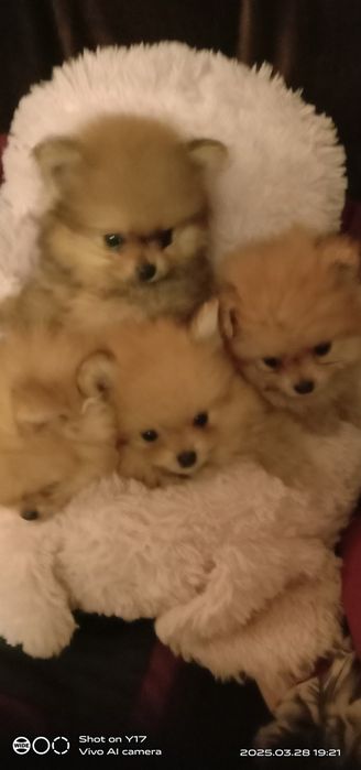 Померанський шпіц. Продаж