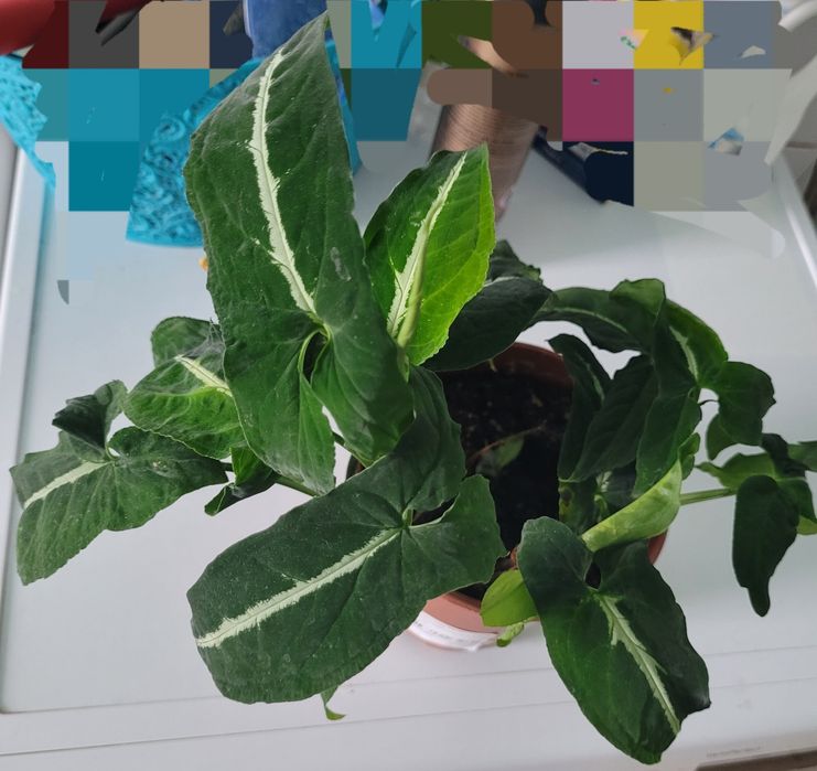 zroślicha wendlandii