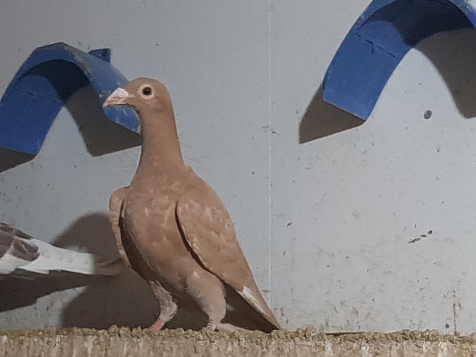 Pombos de linha antiga