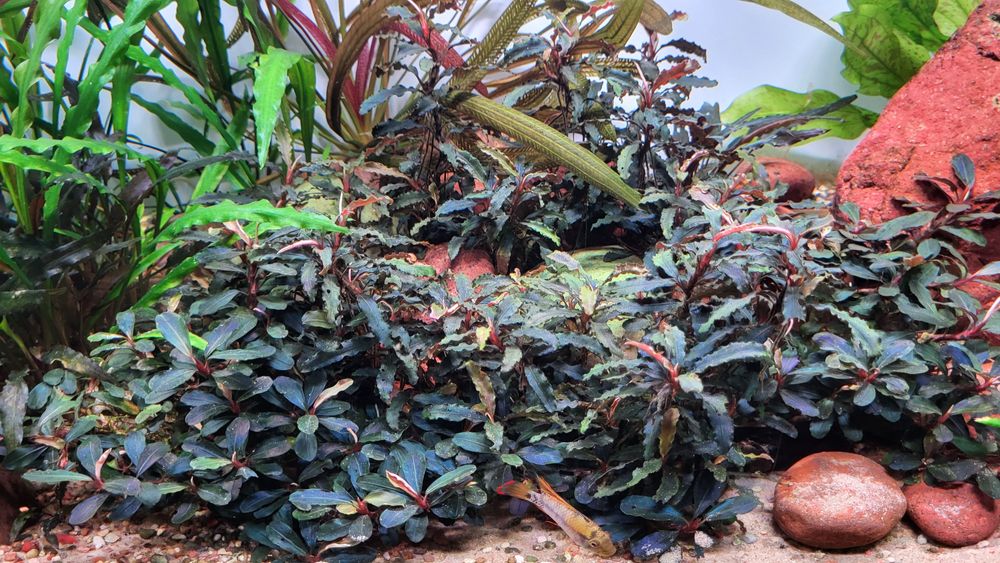 Bucephalandra Theia i Velvet
