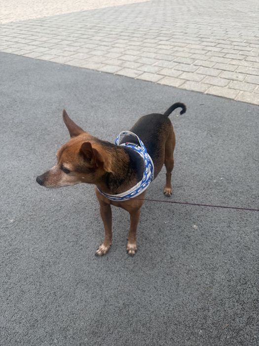Cão pincher para dar