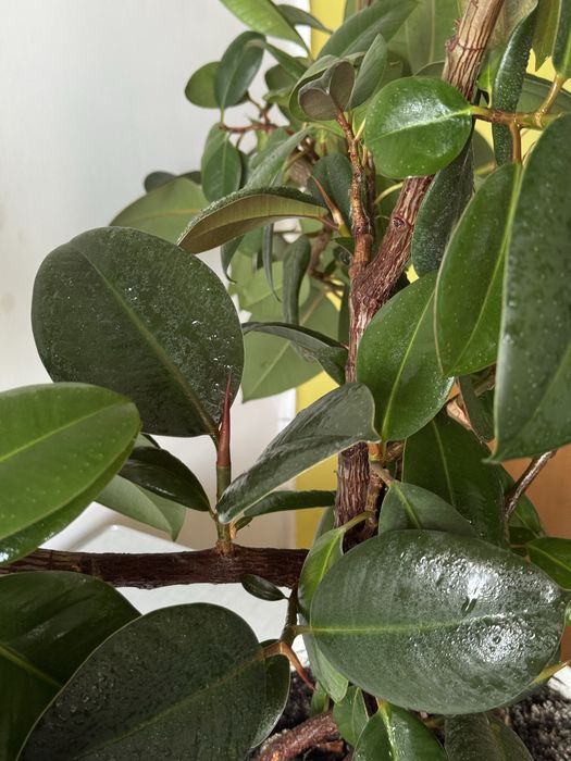 Доглянутий фікус еластика(каучуконосний)