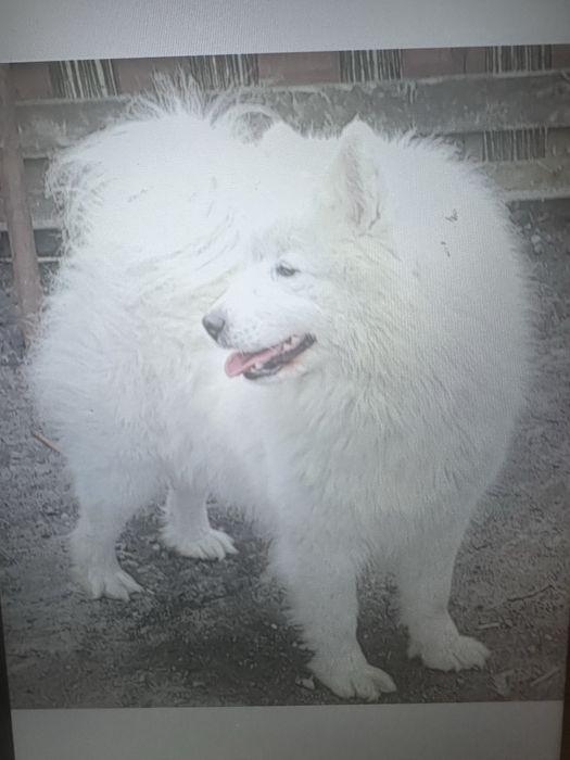 Sprzedam Samoyeda