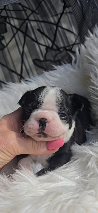 Boston terrier dziewczynka