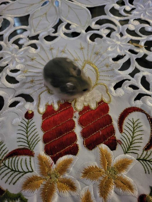 Хомячки джунгарские