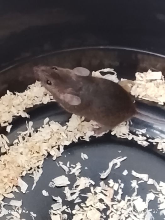 Camundongo/Rato pequeno com gaiola