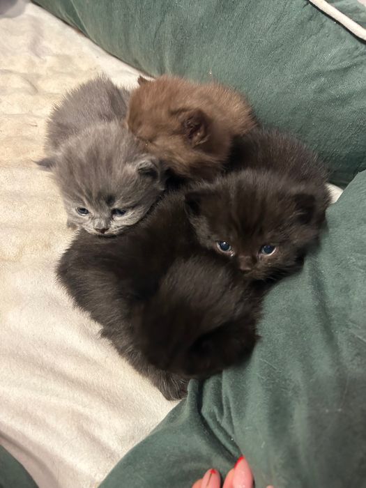 Kot Brytyjski Czarny