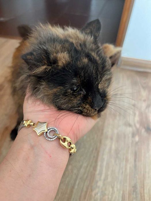 Особенная кисонька