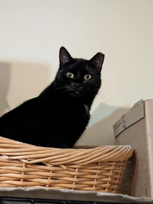 SZCZERBATKA szuka domu