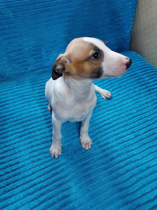 Chart Angielski Whippet piesek