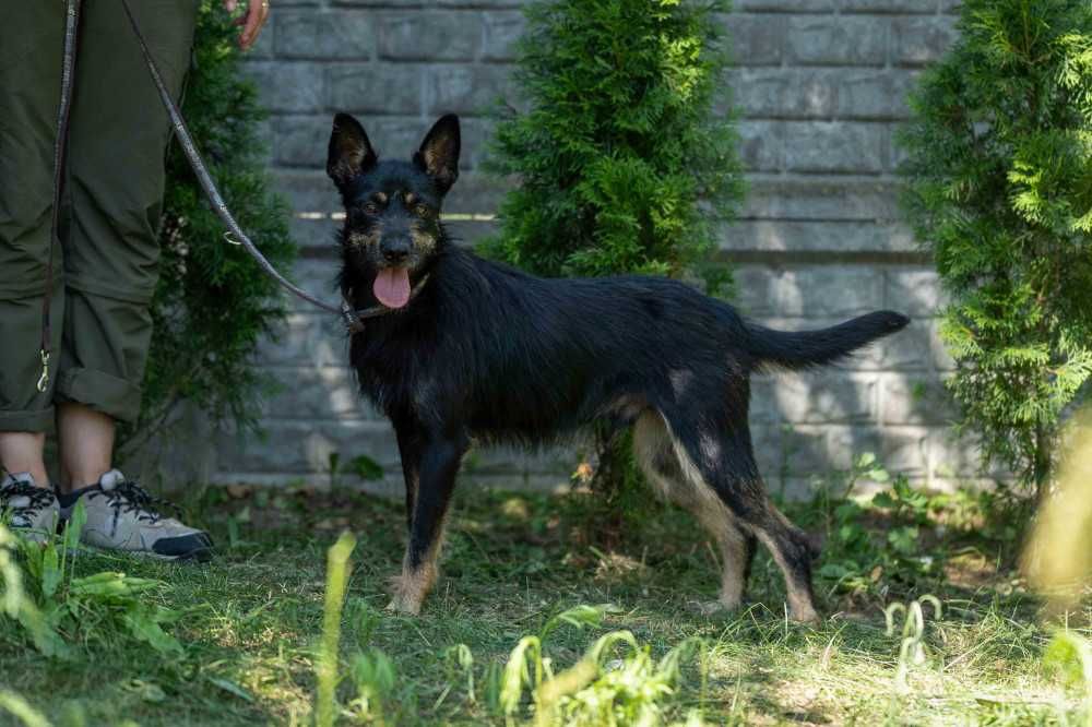 088925 Gaspar do adopcji