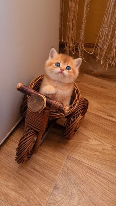 Бесподобный мальчик Золотая шиншилла