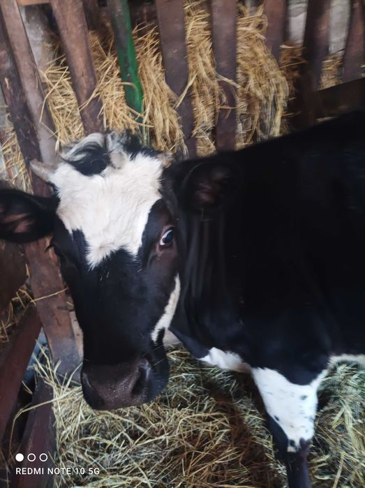 Телиця,тілна не була