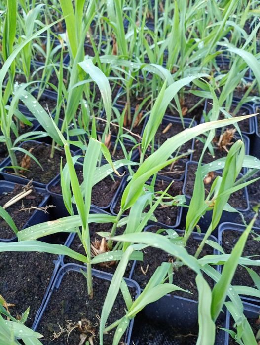 Miskant Memory oferta na  2026