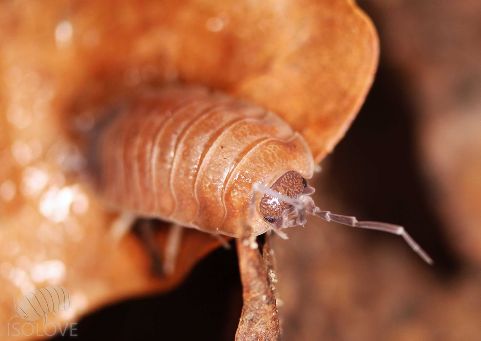 Porcellio baeticensis "orange", równonogi, isopoda