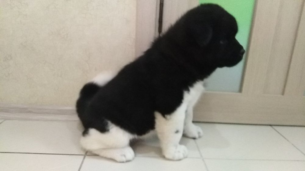 Акітосики з питомника