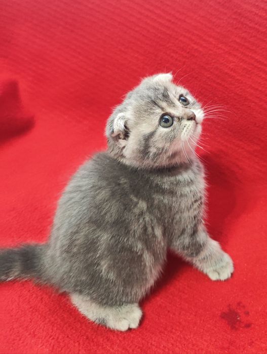 Шотландські кошенята