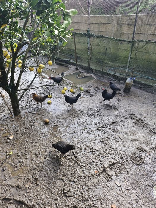 Patos mudos, garnizos, galinhas e galos sussex