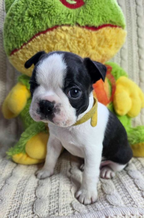Boston Terrier szczenięta