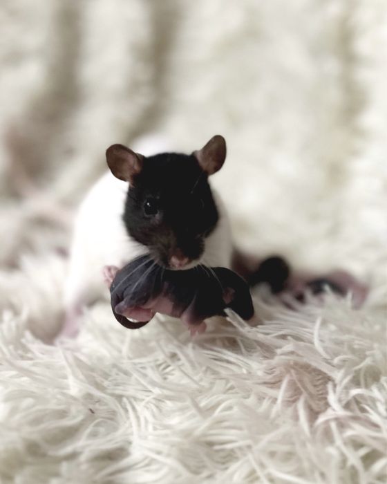 Найкращі пацючки дамбо у нас