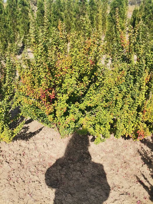 Туї Смарагд, шаровидні туї, барбариси, можевельники, самшит.