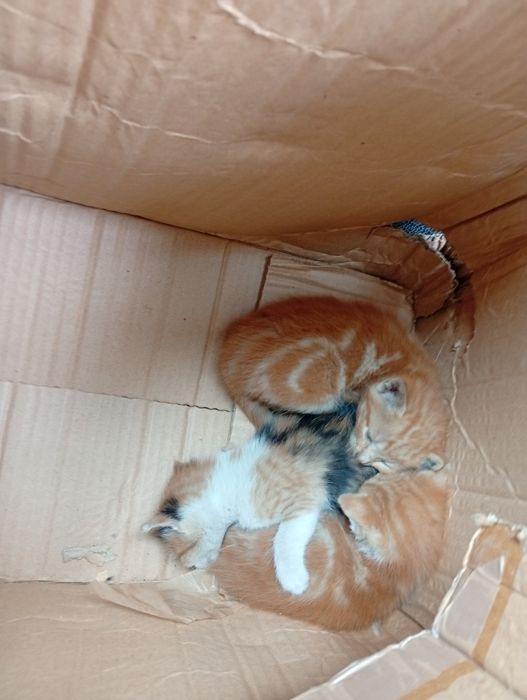 Gato para adoção