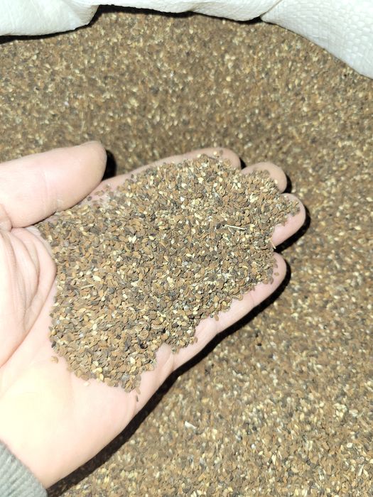 Sprzedam facelię błękitną oczyszczoną