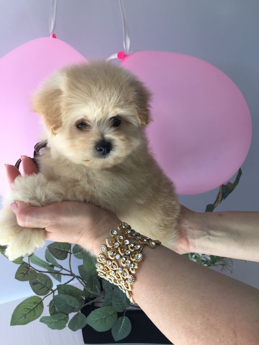 Помапу — Дівчатка, які змінять вашу реальність