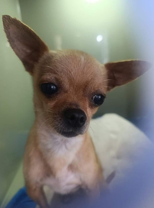 Пропоную для в'язки