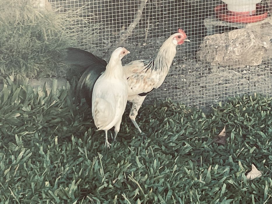 Fenix brancos deste ano