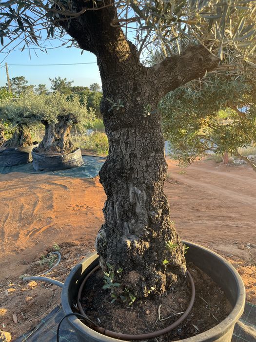 Oliveira centenária – tronco grosso – efeito mediterrâneo imediato